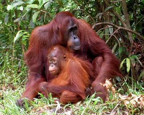 Sumatra Orangutan Viajar