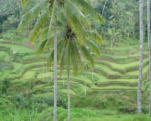 terraces tegalalang